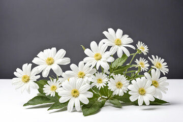 Obraz premium White Daisies on White Background