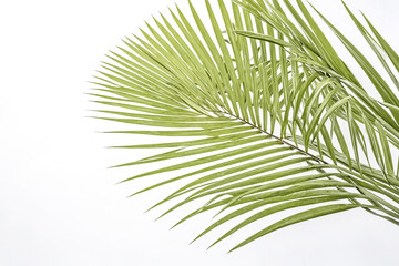 Obraz premium Green Palm Leaf on White Background