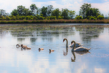 Schwäne auf dem Teich