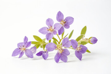 Fototapeta premium Delicate Purple Flowers on a White Background