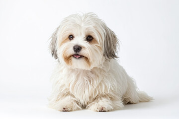 Fototapeta premium Cute White Dog with Fluffy Fur Sitting on White Background