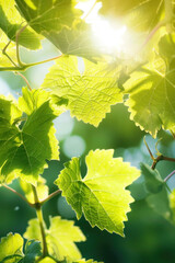 Sunlit Grapevine Leaves Beauty, Harvest time, a stage in the wine-making process, les vendanges, grape harvesting, a seasonal job.