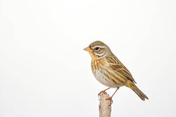 Fototapeta premium Closeup of a small brown bird perched on a branch against a white background