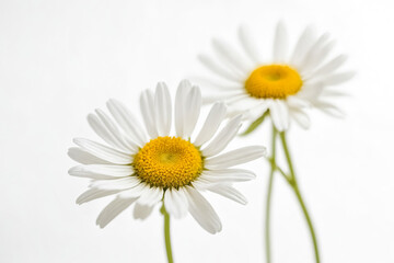 Two Daisies On White Background