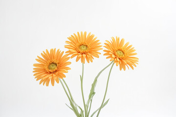 Three Orange Gerber Daisies on White Background