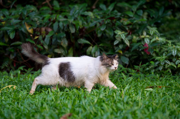 Obraz premium Cat walks in the park