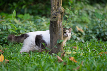 Naklejka premium Cat walks in the park