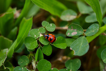 Ladybug on a leaf