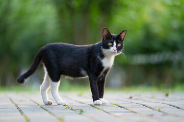 Cat walks in the park