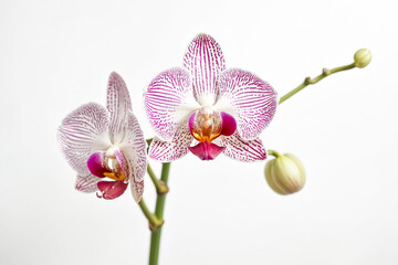 Fototapeta premium Pink and White Orchid Flower Close Up