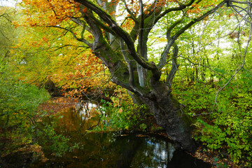 Naturschutzgebiet Duvenstedter Brook im Herbst