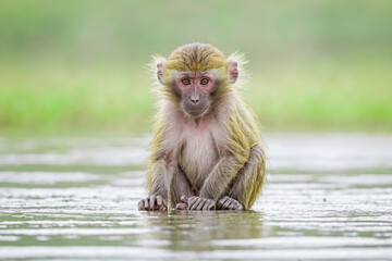 Naklejka premium Curious monkey sitting in the water