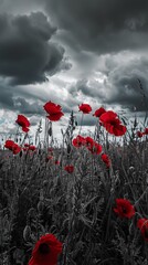 Obraz premium red poppies in the field. background imagery for remembrance or armistice day on 11 of november. dark clouds on the sky. selective color