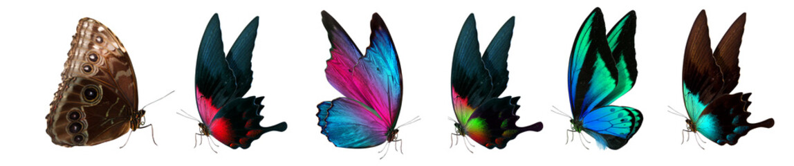 Obraz premium Exploring a Diverse Collection of Colorful and Unique Butterfly Species