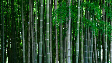 Fototapeta premium Tall, green bamboo trees swaying gently in the breeze, serene and lush.