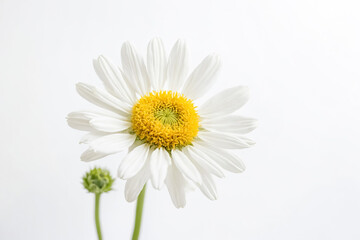 Naklejka premium Single Daisy Flower on White Background