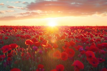 Sun setting behind field of red poppies
