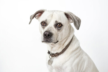 Obraz premium White dog with brown collar looking at camera