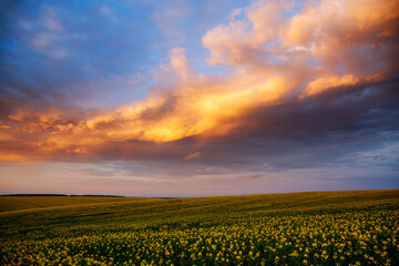 Yellow canola field and dramatic sky at sundown.
