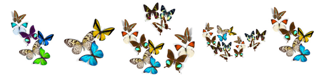 Exploring a Diverse Collection of Colorful and Unique Butterfly Species