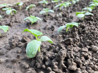 small cucumber sprouts growing on a bed in a vegetable garden