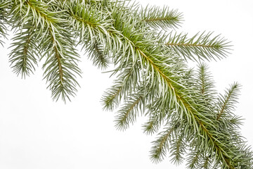 Obraz premium Green Pine Branches Isolated on White Background