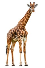 Fototapeta premium the Northern Giraffe with copy space on right Isolated on white background