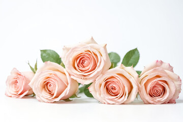Fototapeta premium Close-up of pink roses on white background