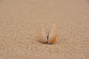 Muschel am Strand