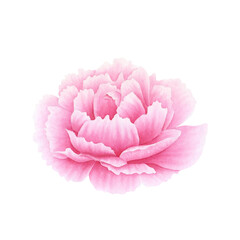 Pink peony flower head isolated on white background. Hand drawn watercolor botanical illustration. For design, cards, invitations, congratulations, packaging, print, fabric, advertising.