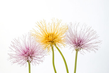 Obraz premium Three Delicate Flowers