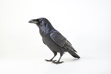 Obraz premium Black Raven on White Background