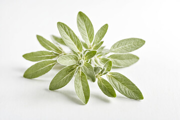 Obraz premium Fresh Sage Leaves On White Background
