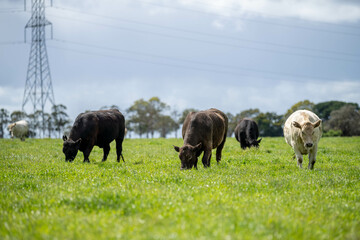 beautiful cattle in Australia  eating grass, grazing on pasture. Herd of cows free range beef being...