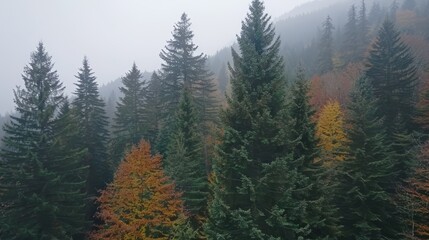 Fototapeta premium A forest teeming with tall trees clad in autumnal hues amidst a foggy day, featuring some trees in the foreground and others in the distance