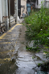 雨の波紋が路上に出来る路地裏と雑草