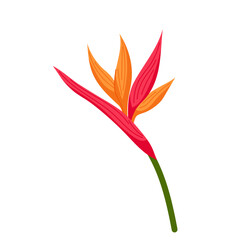 Strelitzia flower in flat style. Tropical flower on a white background.