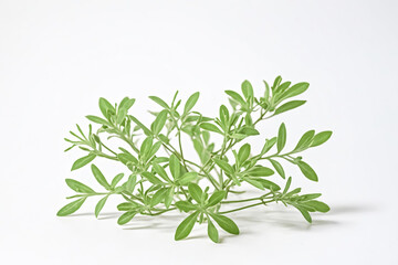 Green Plant Sprig on White Background