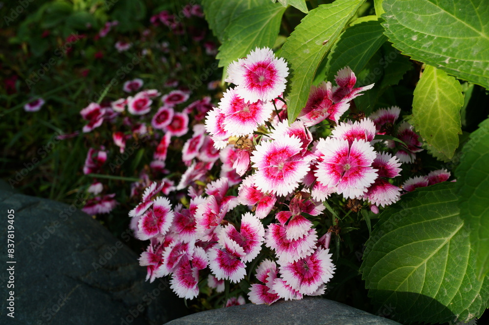 Poster Blooming Turkish carnation. Plants and flowers.