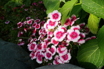 Blooming Turkish carnation. Plants and flowers.