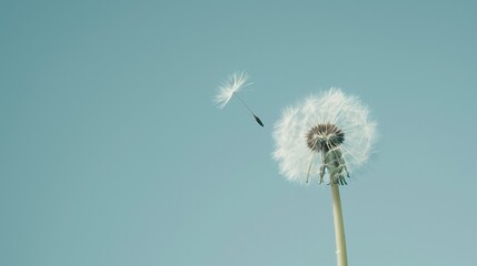 Dandelion Seed Drifting with Copy Space