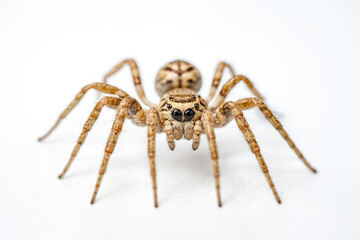 Macro Photography of a Wolf Spider