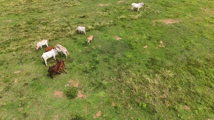 Agricultural Fileds aerial view Thailand countryside 