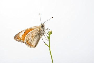 Obraz premium Butterfly on a Bud