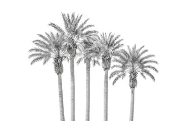 Palm trees isolated on white background
