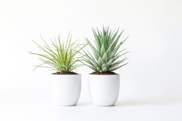 Two Green Plants in White Pots on White Background