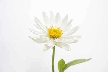 Fototapeta premium White Flower with Yellow Center