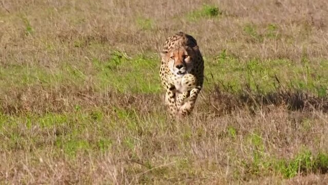 사바나 초원에서 치타의 사냥