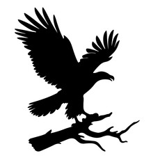 Obraz premium Fish Eagle Shallotte, vector , ilustrtation 