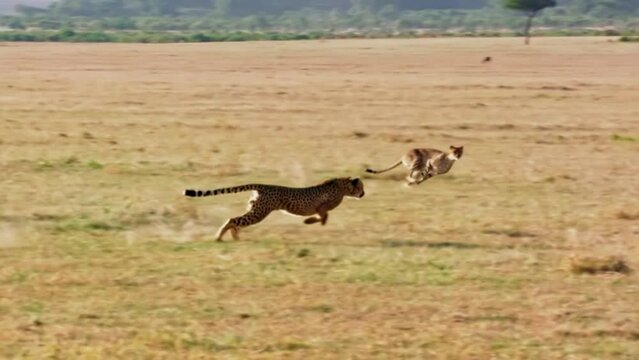 사바나에서 사냥하는 치타들
